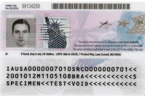 Back side of previous United States Employment Authorization Card specimen (sample)
